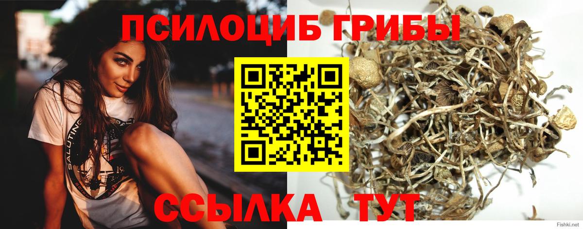 Брянск  Галлюциногенные грибы Psilocybine cubensis  Вход с VPN 
